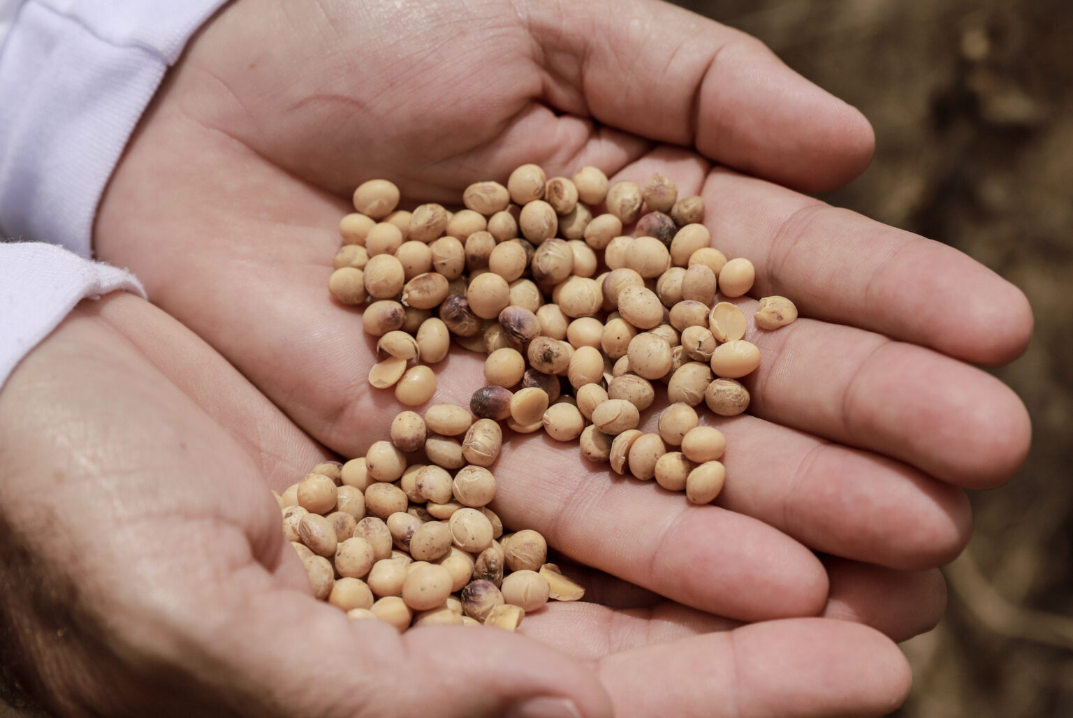 CNA vai pedir prorrogação da data limite para o plantio da soja