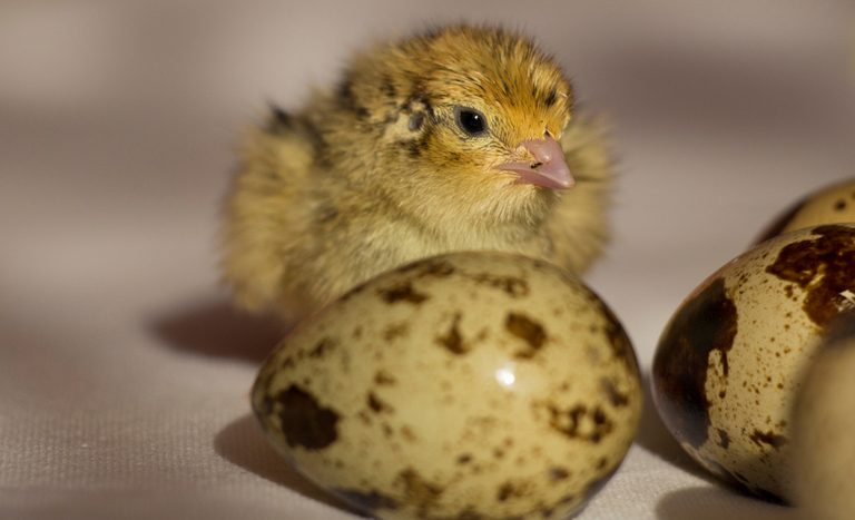 Brasil vai exportar material genético de ovos de codorna