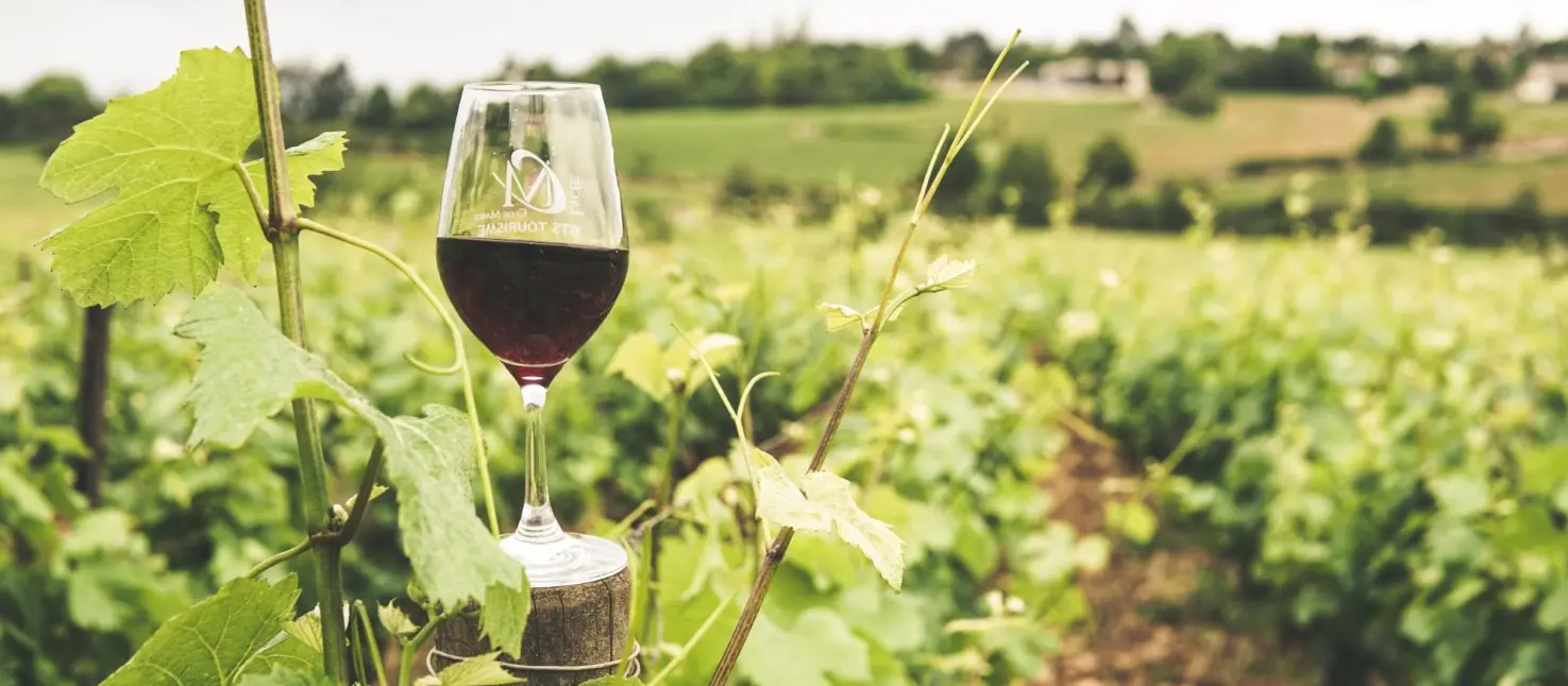 O terroir influencia na qualidade do vinho