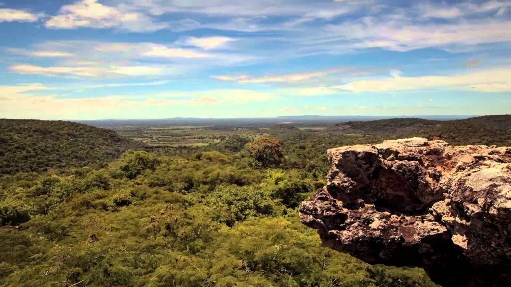 Piauí aumenta fiscalização, multa quase 800% mais e desmatamento no Cerrado diminui no estado