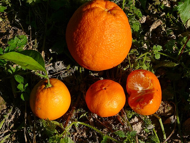 Praga da laranja obriga governo de SP a retirar mais de 20 mil mudas do mercado