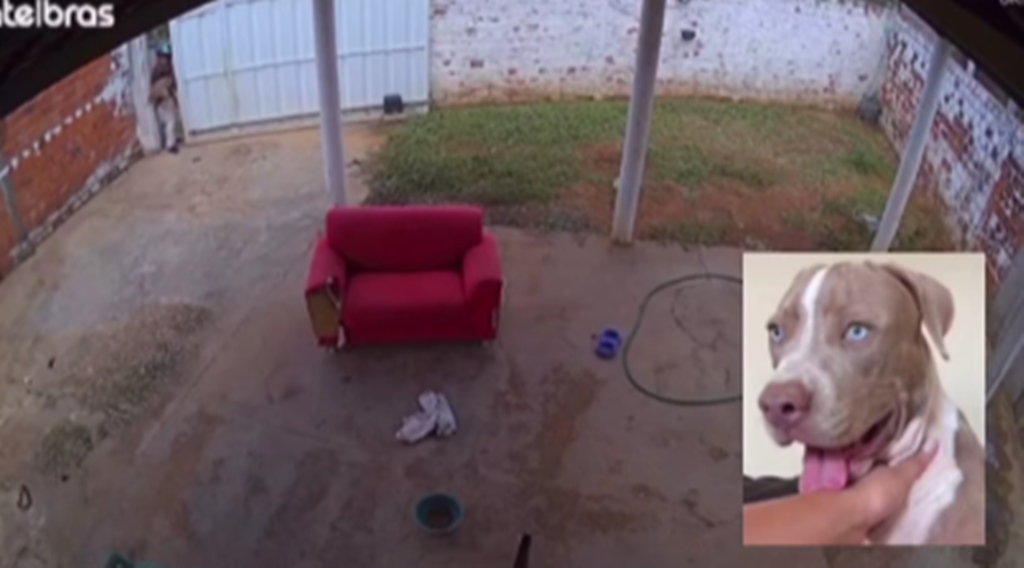 Cachorro é furtado de casa durante roubo na zona Leste de Teresina; assista o vídeo