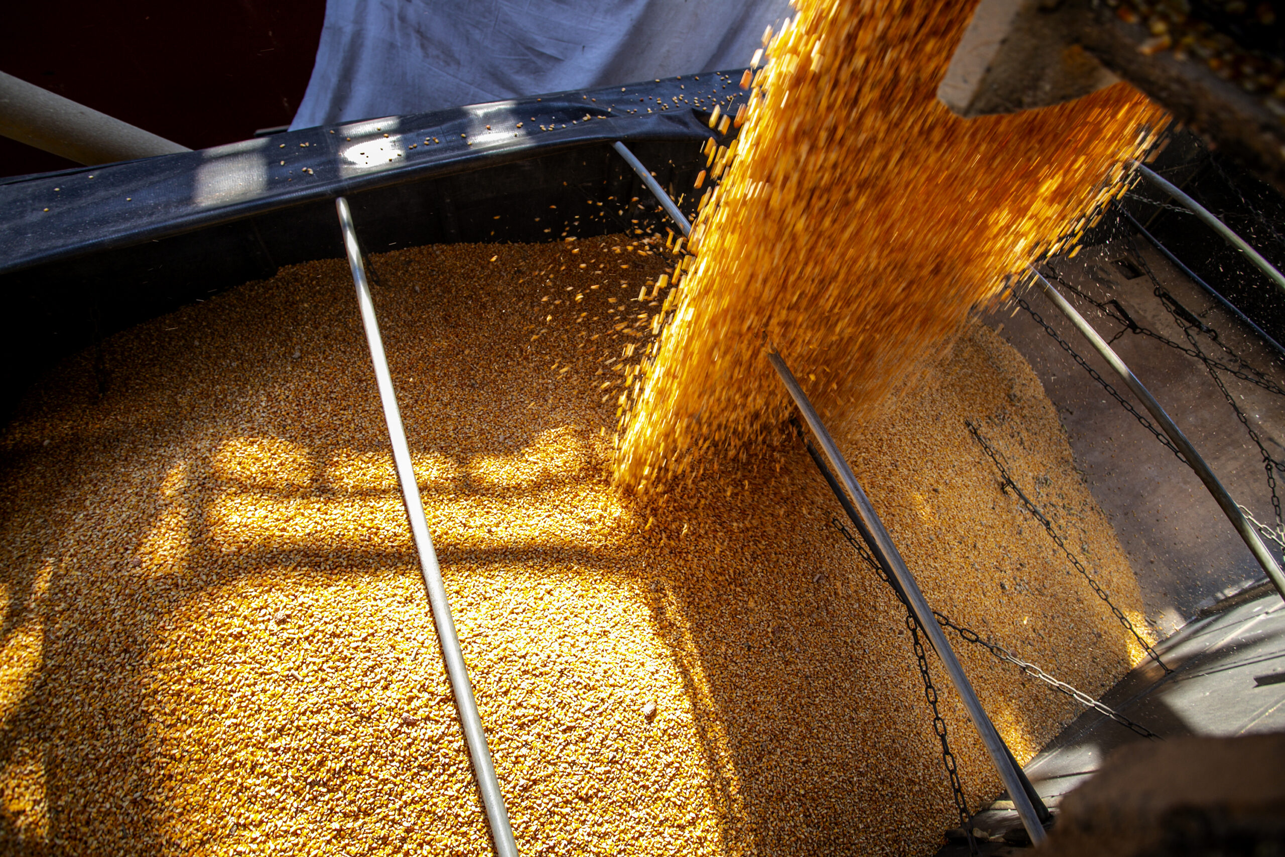 China se torna a maior compradora do milho do Brasil