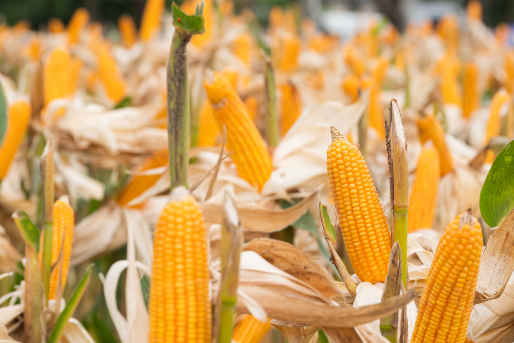 Beautiful,Corn,And,Leaf,In,Plant,Field,Ready,To,Crop milho