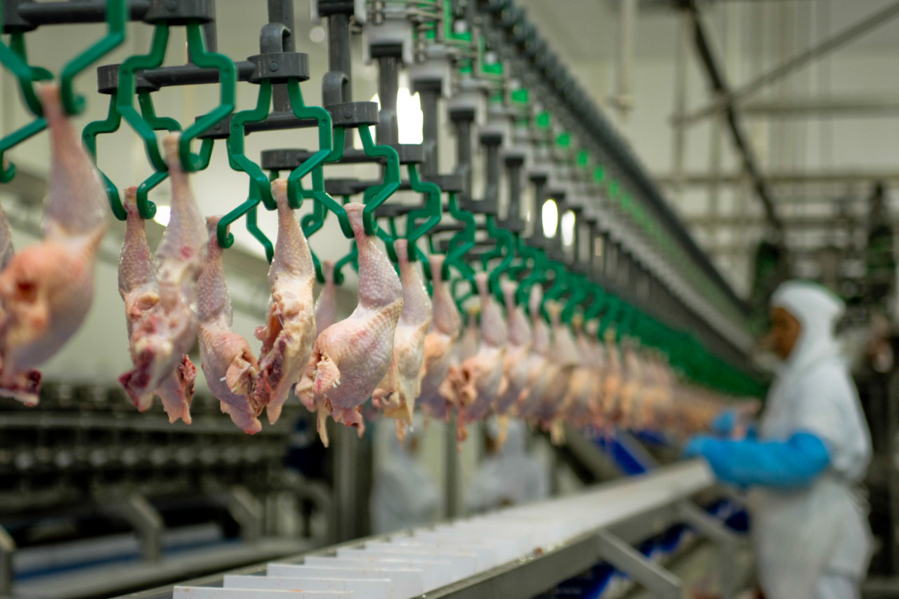 Brasil recorde carne frango Gripe aviária