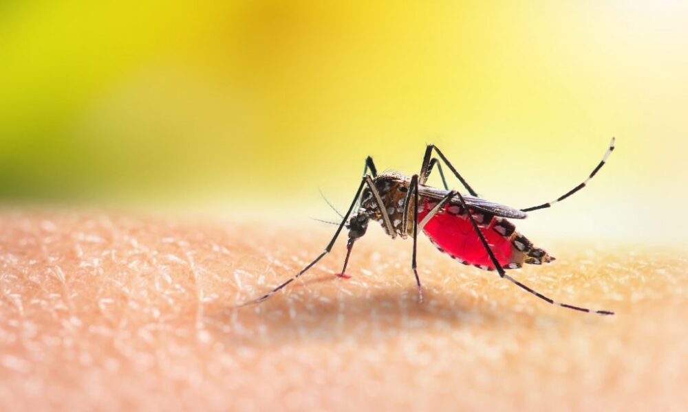 O Brasil superou a marca de 1,6 milhão de casos de dengue em 2024