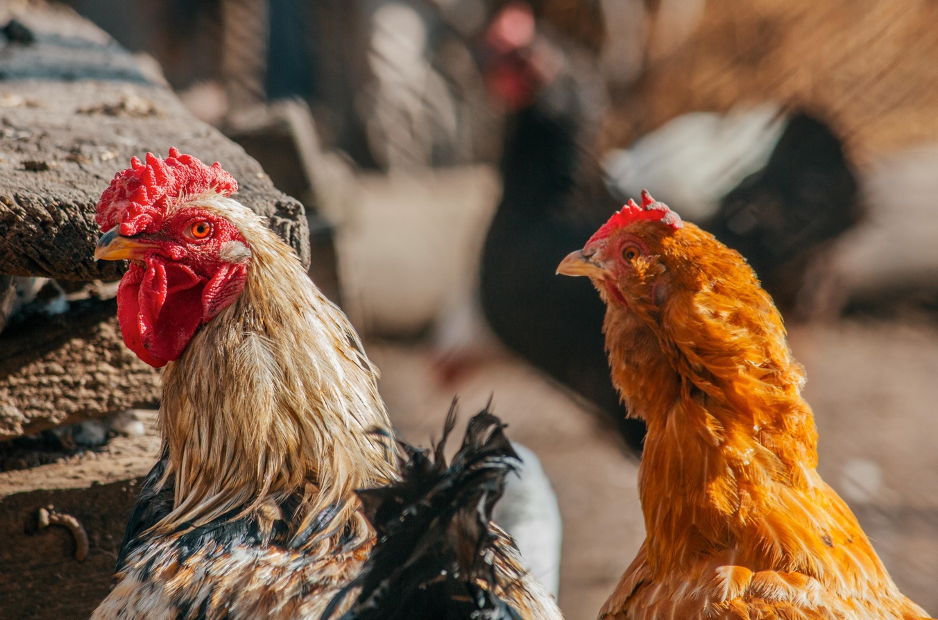 Novo biofármaco promete controlar salmonelas avícolas