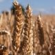 Governo dos EUA reduz previsão para produção mundial de trigo