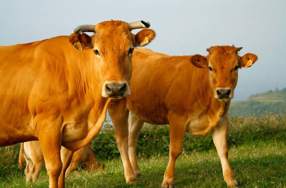Pasto digital mais vaca feliz é igual a carne verde